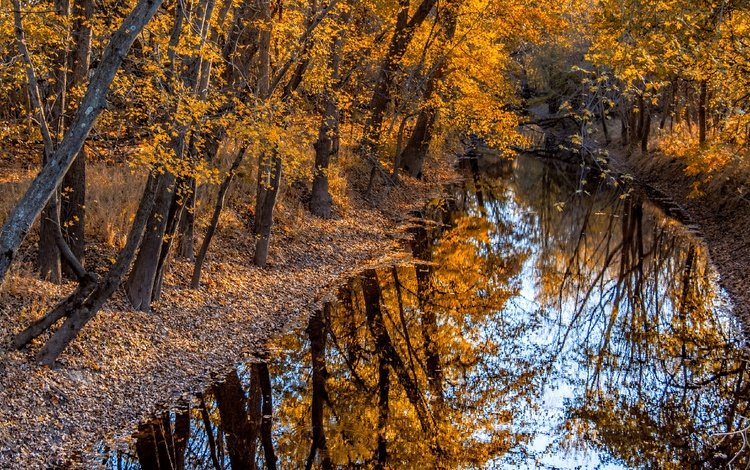 деревья, река, природа, отражение, осень, trees, river, nature, reflection, autumn