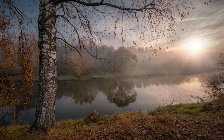 река, осень, солнце, береза, природа, дерево, лучи, пейзаж, утро, туман, river, autumn, the sun, birch, nature, tree, rays, landscape, morning, fog