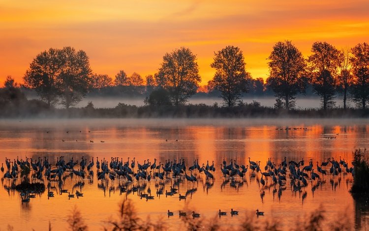 река, туман, осень, птицы, river, fog, autumn, birds