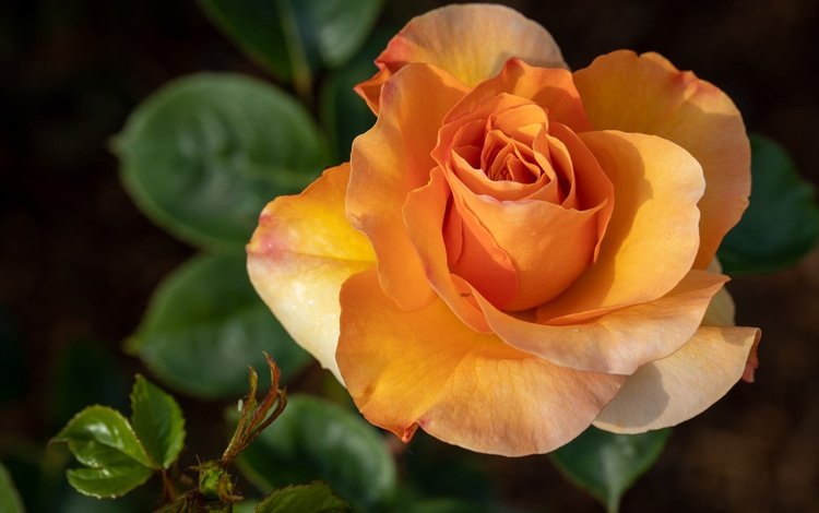 роза, темный фон, оранжевая, rose, the dark background, orange