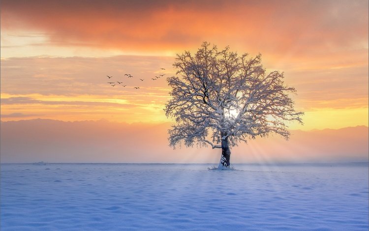 снег, дерево, закат, зима, лучи, птицы, snow, tree, sunset, winter, rays, birds