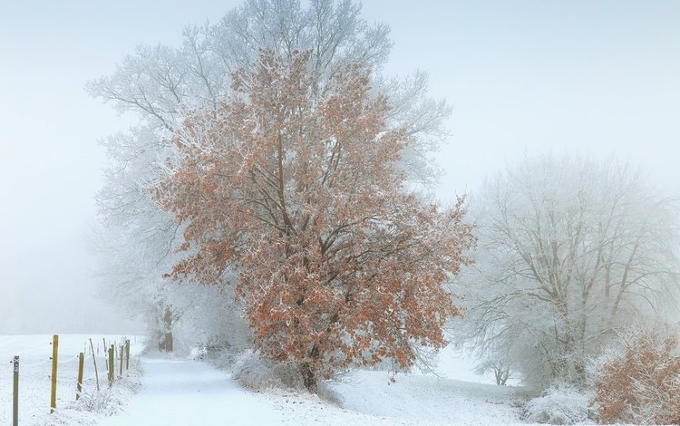 снег, дерево, зима, туман, snow, tree, winter, fog