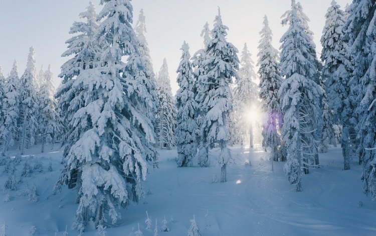 снег, лес, зима, snow, forest, winter