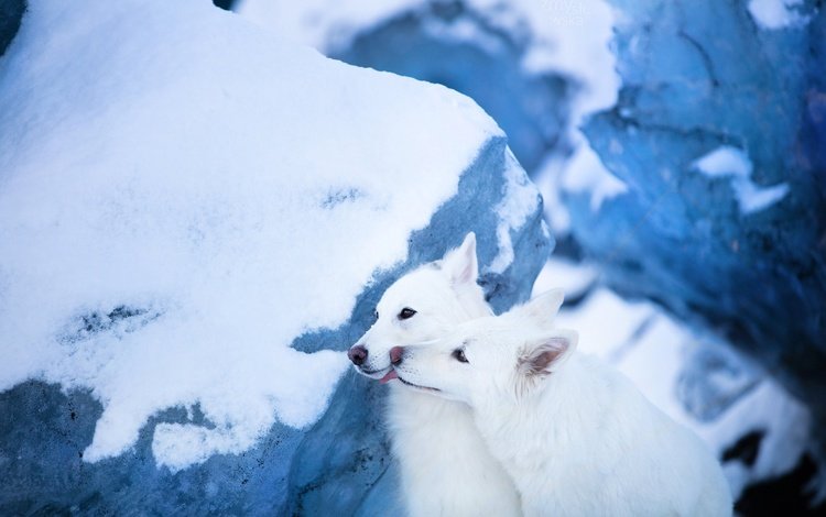 снег, парочка, ледник, две собаки, белая швейцарская овчарка, snow, a couple, glacier, two dogs, the white swiss shepherd dog