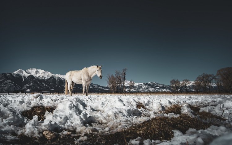 снег, природа, конь, snow, nature, horse