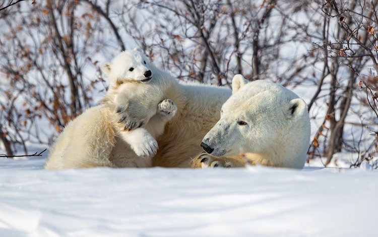 снег, зима, кусты, медвежонок, белые медведи, медведица, полярные медведи, snow, winter, the bushes, bear, polar bears