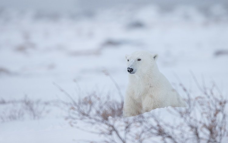 снег, зима, полярный медведь, белый медведь, snow, winter, polar bear
