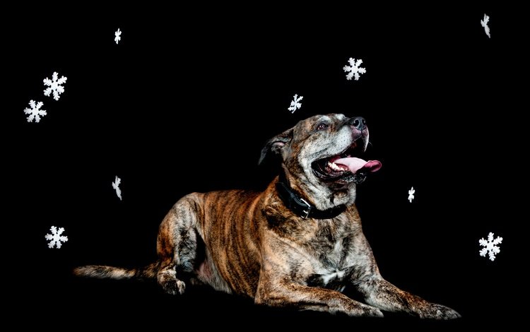 снежинки, собака, лежит, черный фон, snowflakes, dog, lies, black background