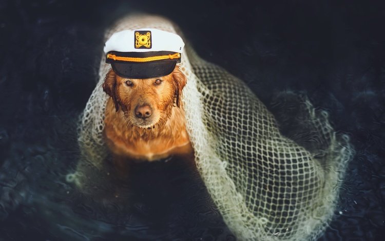 собака, друг, моряк, dog, each, sailor