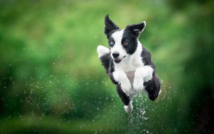 собака, прыжок, друг, dog, jump, each