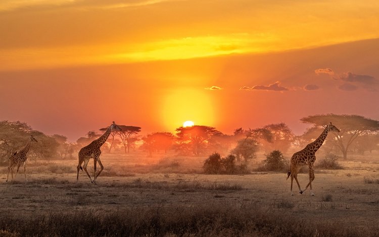 солнце, африка, саванна, жирафы, the sun, africa, savannah, giraffes