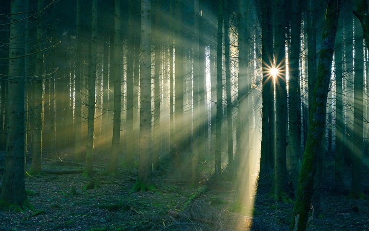 солнце, лес, туман, стволы, the sun, forest, fog, trunks