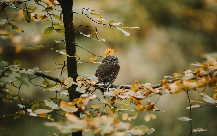 сова, дерево, осень, owl, tree, autumn