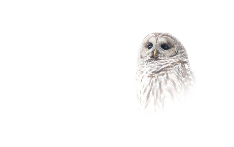 сова, портрет, птица, белый фон, owl, portrait, bird, white background