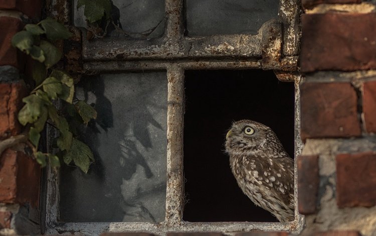сова, птица, окно, owl, bird, window