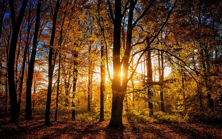 свет, деревья, лес, ветки, осень, light, trees, forest, branches, autumn