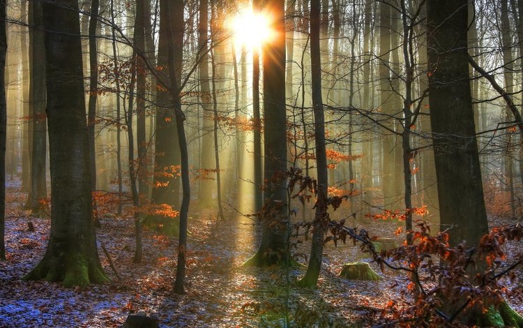 свет, деревья, солнце, снег, природа, лес, зима, лучи, light, trees, the sun, snow, nature, forest, winter, rays