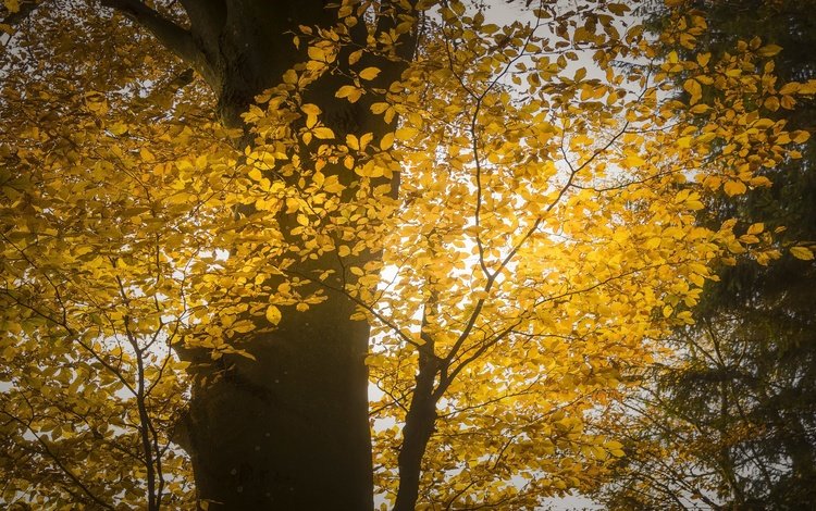 свет, дерево, осень, light, tree, autumn