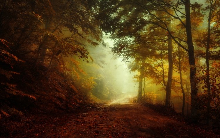 свет, дорога, лес, утро, туман, осень, light, road, forest, morning, fog, autumn