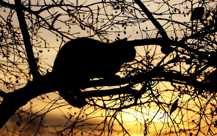 свет, кошка, черный, вечер, силуэт, солнце, на дереве, дерево, закат, поза, кот, ветки, light, black, the evening, silhouette, the sun, on the tree, tree, sunset, pose, cat, branches