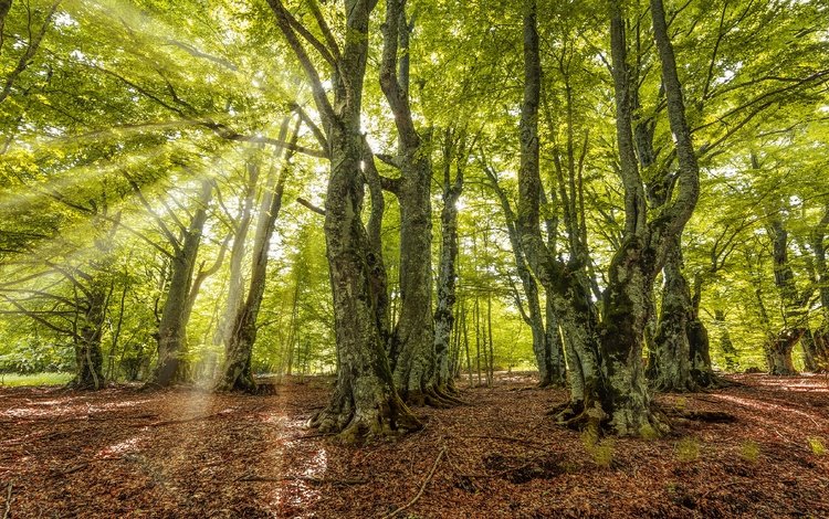 свет, зелень, лес, лучи, листва, осень, light, greens, forest, rays, foliage, autumn