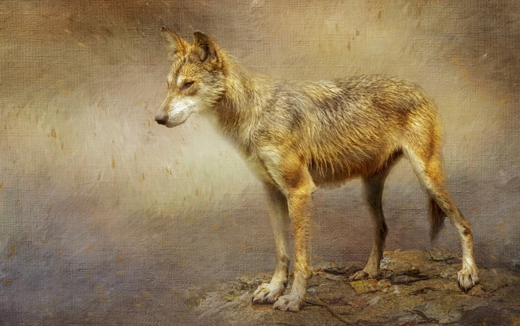текстура, фон, обработка, волк, стоит, койот, texture, background, treatment, wolf, is, coyote