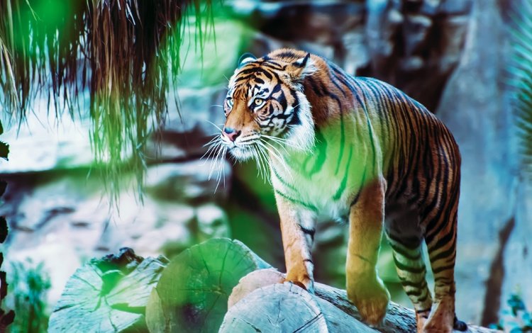 тигр, боке, камни, размытый фон, поза, взгляд, блики, бревна, зоопарк, стоит, tiger, bokeh, stones, blurred background, pose, look, glare, logs, zoo, is