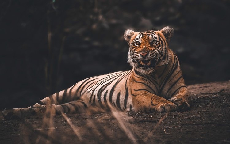 тигр, лежит, темный фон, пасть, бревно, tiger, lies, the dark background, mouth, log