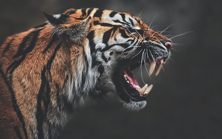 тигр, морда, клыки, профиль, темный фон, пасть, рык, агрессия, tiger, face, fangs, profile, the dark background, mouth, roar, aggression