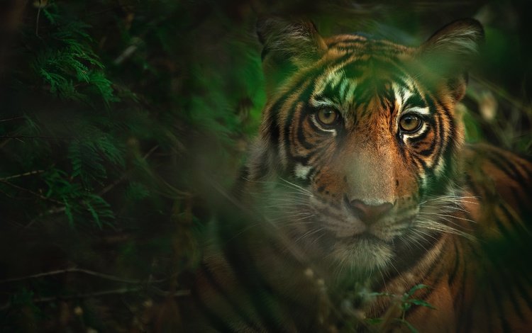 тигр, морда, листья, взгляд, боке, tiger, face, leaves, look, bokeh