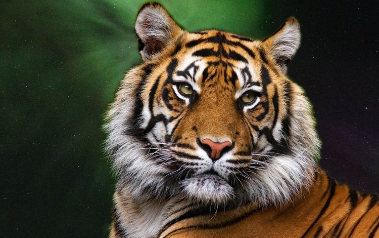 тигр, морда, портрет, взгляд, хищник, большая кошка, темный фон, tiger, face, portrait, look, predator, big cat, the dark background