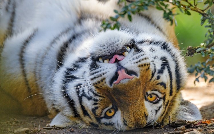 тигр, морда, портрет, взгляд, лежит, tiger, face, portrait, look, lies