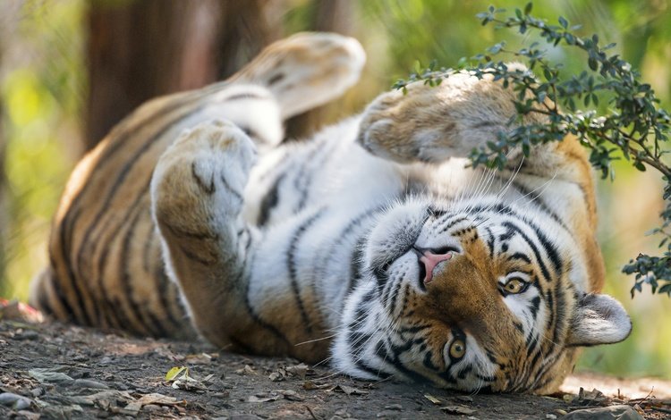 тигр, боке, морда, поза, лапы, ветки, взгляд, лежит, отдых, tiger, bokeh, face, pose, paws, branches, look, lies, stay