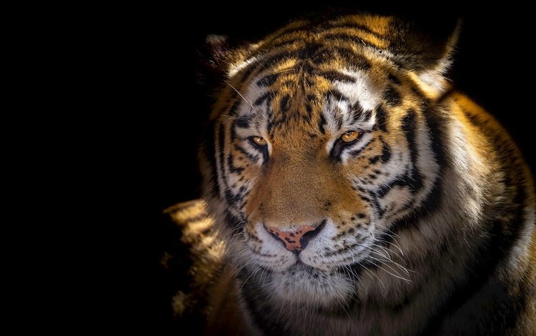 тигр, морда, свет, портрет, взгляд, черный фон, tiger, face, light, portrait, look, black background