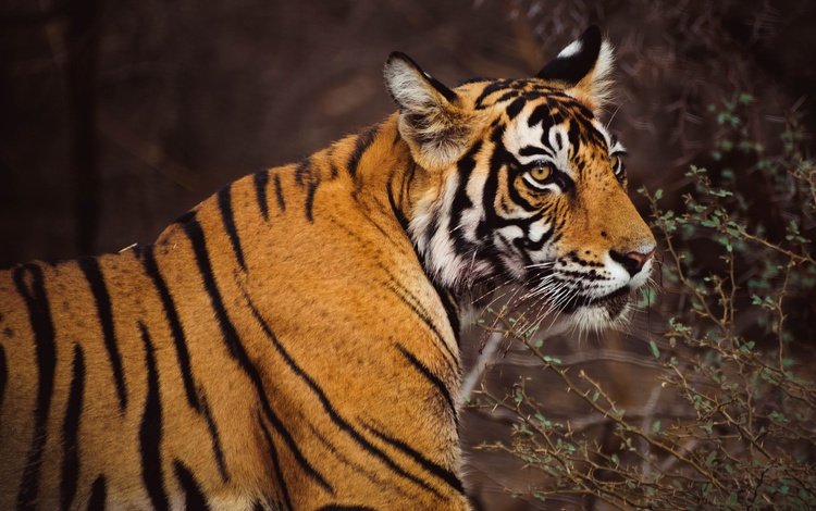 тигр, морда, ветки, темный фон, tiger, face, branches, the dark background