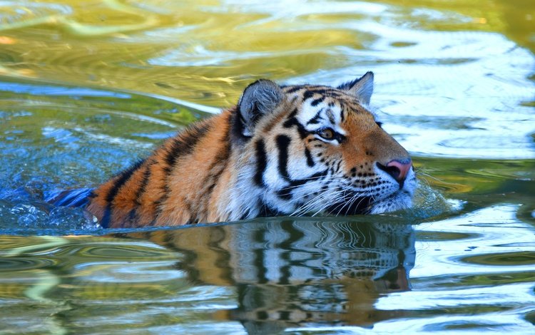 тигр, морда, вода, взгляд, водоем, купание, плавание, tiger, face, water, look, pond, bathing, swimming
