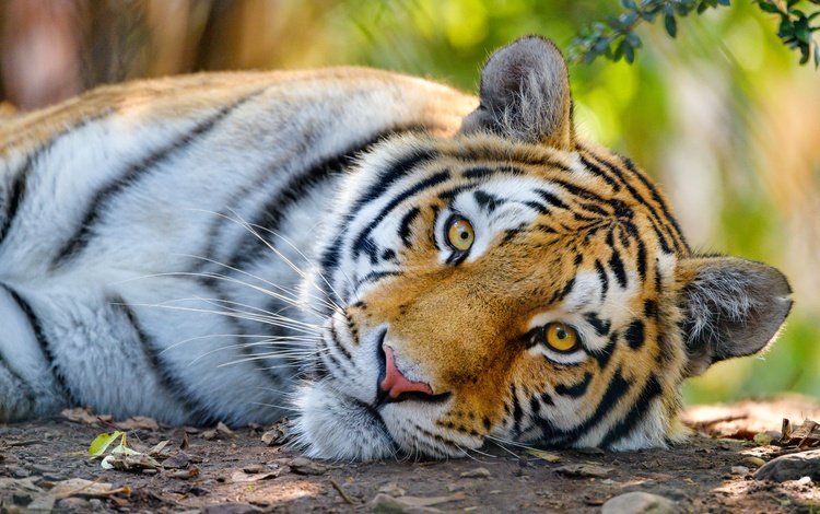тигр, морда, взгляд, дикая кошка, tiger, face, look, wild cat