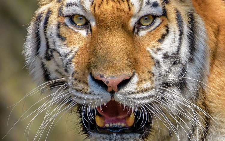 тигр, морда, взгляд, крупный план, дикая кошка, tiger, face, look, close-up, wild cat