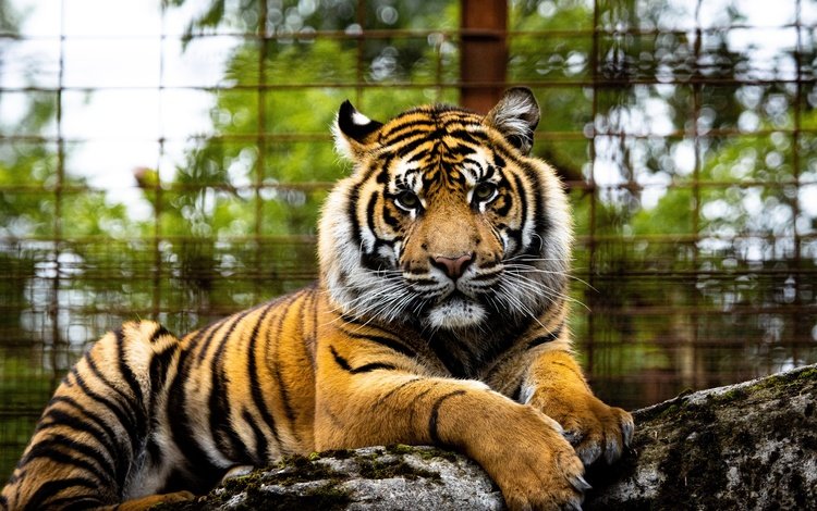 тигр, морда, взгляд, забор, зоопарк, боке, tiger, face, look, the fence, zoo, bokeh