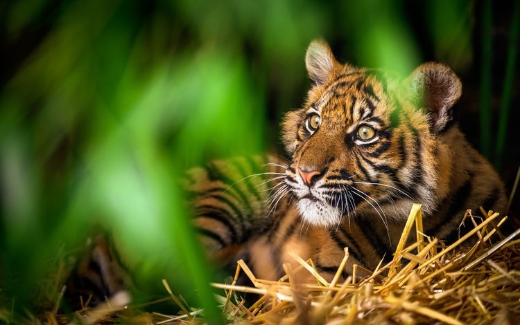 тигр, морда, зелень, дикая кошка, tiger, face, greens, wild cat
