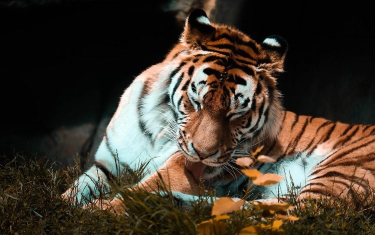тигр, поза, осень, темный фон, язык, tiger, pose, autumn, the dark background, language