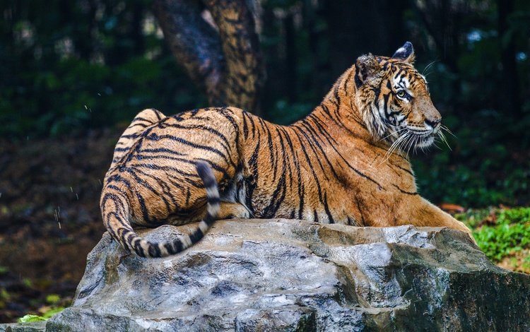 тигр, природа, лежит, камень, темный фон, tiger, nature, lies, stone, the dark background