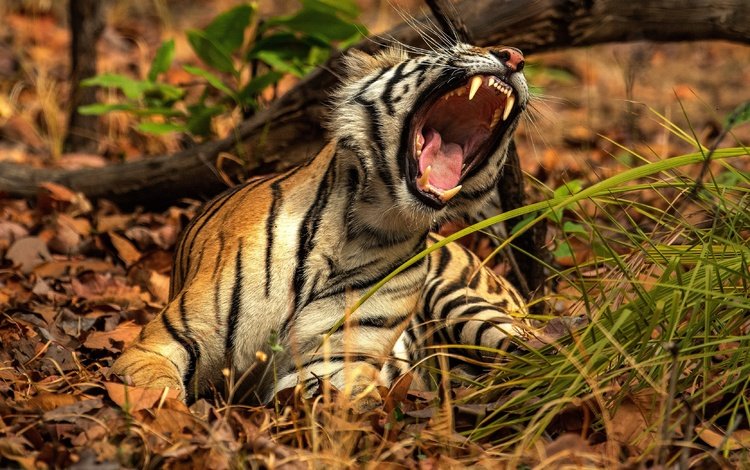 тигр, природа, поза, пасть, рык, tiger, nature, pose, mouth, roar