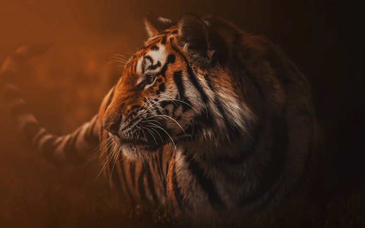 тигр, природа, туман, хищник, зверь, дикая кошка, tiger, nature, fog, predator, beast, wild cat