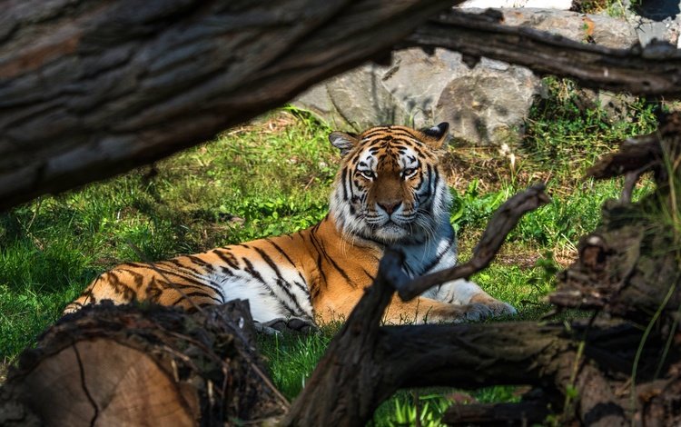 тигр, ветки, взгляд, лежит, коряга, бревно, tiger, branches, look, lies, snag, log