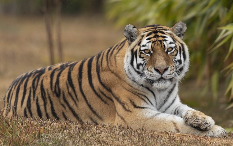 тигр, взгляд, лежит, отдых, tiger, look, lies, stay