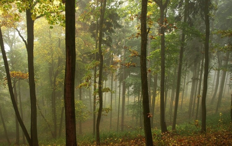 трава, деревья, природа, лес, листья, туман, grass, trees, nature, forest, leaves, fog