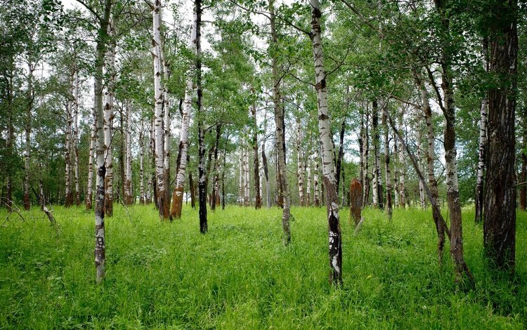 трава, деревья, лес, стволы, березы, rskura, grass, trees, forest, trunks, birch
