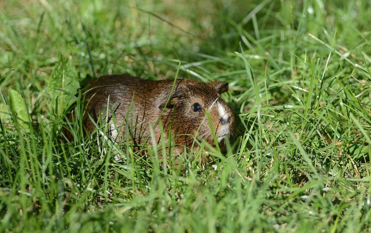 трава, лето, грызун, морская свинка, grass, summer, rodent, guinea pig