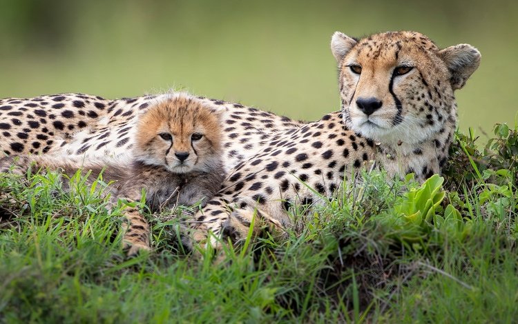 трава, гепарды, отдых, мама, малыш, лежат, гепард, детеныш, морды, grass, cheetahs, stay, mom, baby, lie, cheetah, cub, muzzle